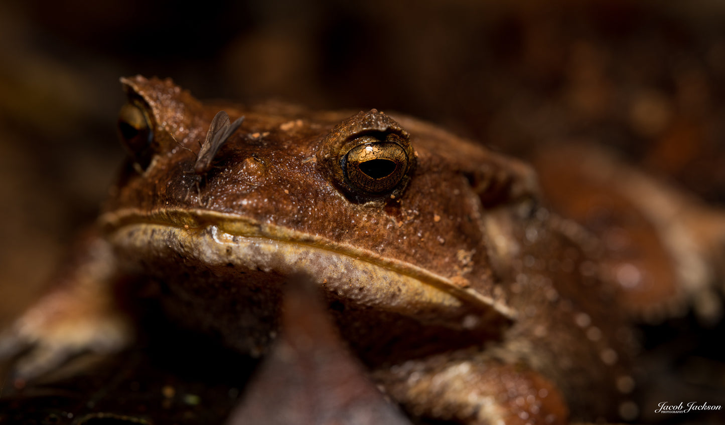 Terrestrial Frog Print