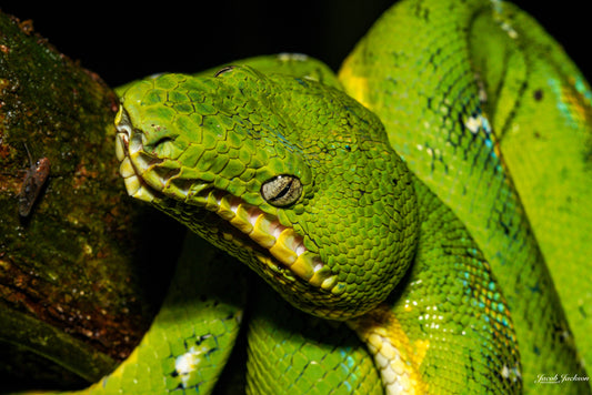 Emerald Tree Boa Head Print