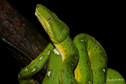 Emerald Tree Boa Full Print