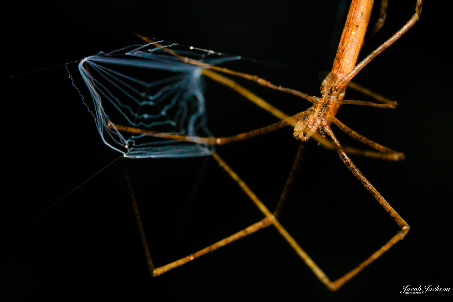 Net Casting Spider Print