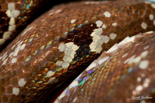 Amazon Tree Boa Scales Print