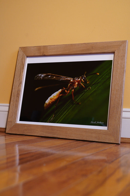 Peruvian Wasp Print