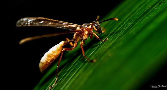 Peruvian Wasp Print