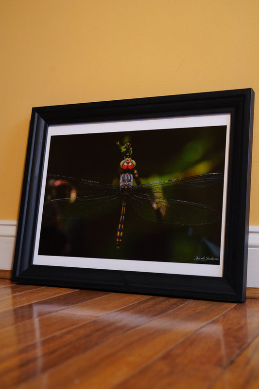 Dragonfly Print