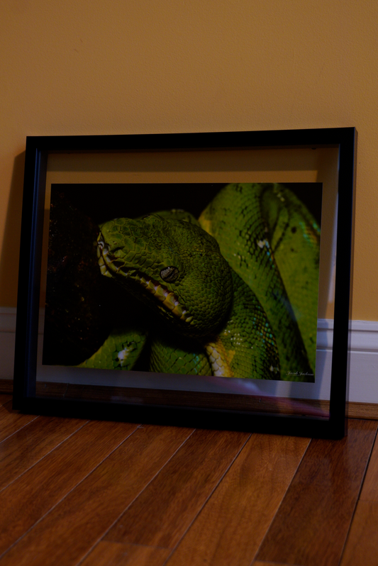 Emerald Tree Boa Head Print