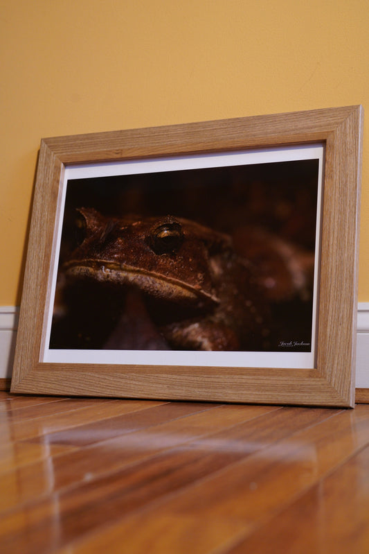 Terrestrial Frog Print