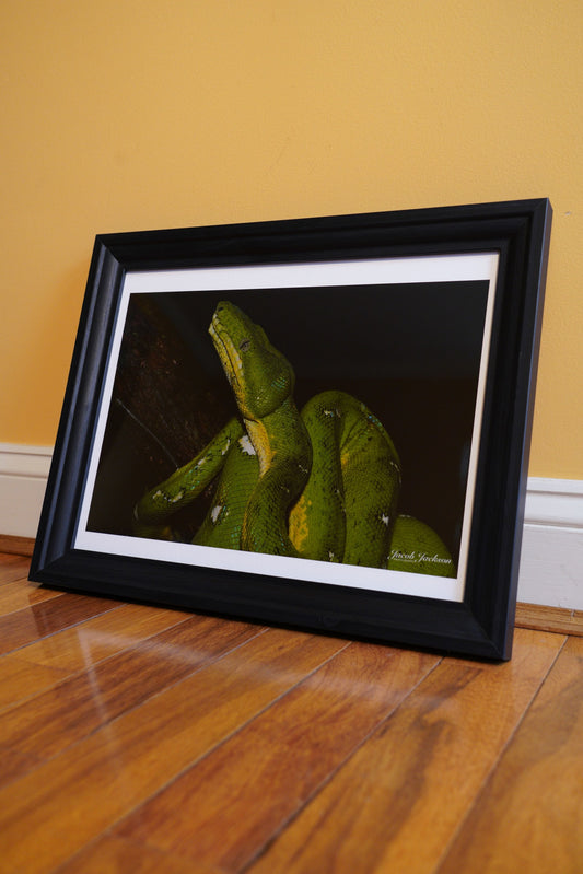Emerald Tree Boa Full Print